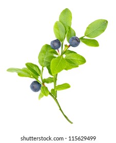 Ripe blueberries on twig on white background