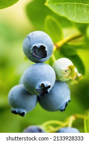 Ripe blueberries (Vaccinium Corymbosum) in homemade garden. Fresh bunch of natural fruit growing on branch on farm. Close-up. Organic farming, healthy food, BIO viands, back to nature concept.