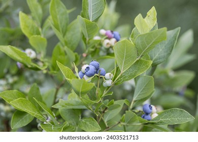 Ripe blueberries (Vaccinium Corymbosum) in homemade garden. Fresh bunch of natural fruit growing on branch on farm. Close-up. Organic farming, healthy food, BIO viands, back to nature