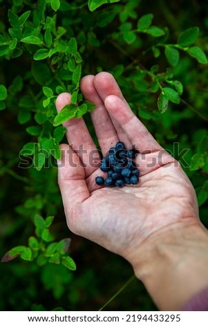 Similar – Foto Bild Kulturheidelbeeren im Garten