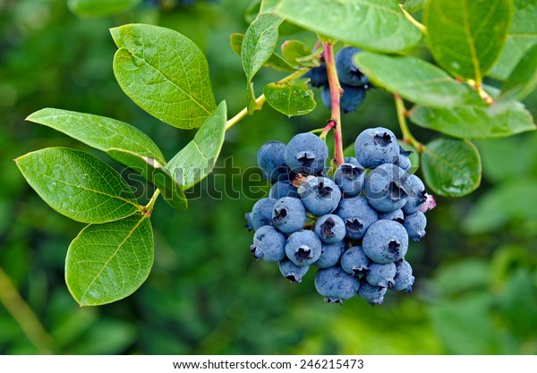 ripe blueberry
cluster on a blueberry
bush