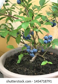 ripe blueberry cluster on a blueberry plant in a pot