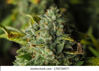 Ripe bumps of medical marijuana (cannabis)
