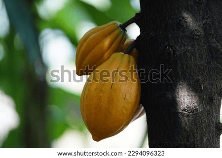 Ripe Cacao fruits on the tree (Theobroma cacao) Malvaceae family. 