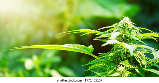 Ripe cannabis plant - hemp. Blooming female marijuana flower and leafs growing in homemade garden. Shallow depth of field and blurred background. Illuminated by sunlight. Close-up