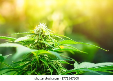 Ripe cannabis plant - hemp. Blooming female marijuana flower and leafs growing in homemade garden. Shallow depth of field and blurred background. Illuminated by sunlight. Close-up