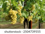 Ripe Chardonnay grapes hanging  on vine  at the time of grape harvest.