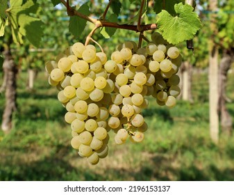 Ripe Chardonnay Grapes Hanging On Vine Just Before The Harvest.