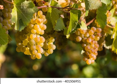 Ripe Chardonnay Grapes On Vine