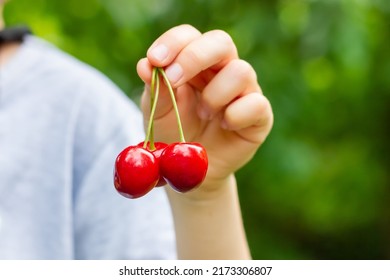 Ripe cherries in a child's hand. Several berries of a cherry. - Powered by Shutterstock