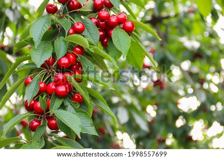 Ripe cherries hanging on a branch of a cherry tree. Cherry harvest in organic cherry orchard on a summer afternoon