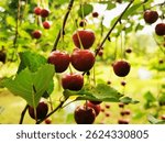 Ripe cherries hanging on a cherry tree branch