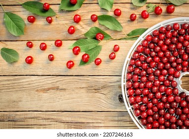 Ripe cherries lie on a tray for drying berries. Berries with leaves lie near the pallet - Shutterstock ID 2207246163