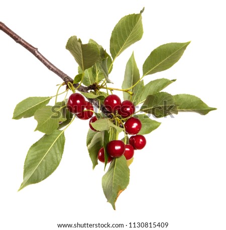 ripe cherries on a branch. isolated on white background