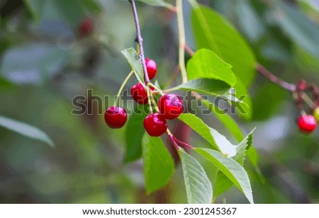 Similar – Image, Stock Photo Cherries (shortly before harvest)