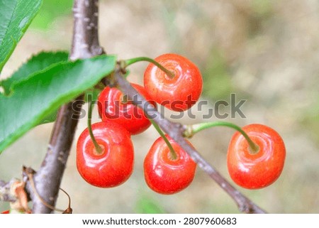 Ripe Cherries Ready for Cherry Picking in Yamagata, Japan