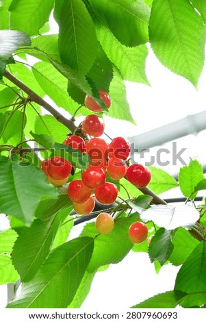 Ripe Cherries Ready for Cherry Picking in Yamagata, Japan