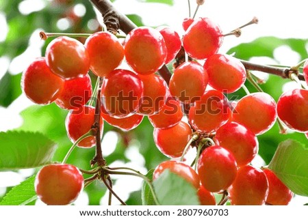 Ripe Cherries Ready for Cherry Picking in Yamagata, Japan
