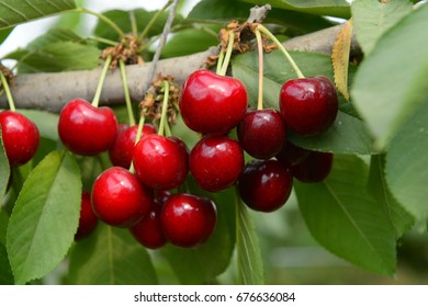 Ripe cherries in a tree 