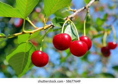 Ripe Cherry Stock Photo 58677649 | Shutterstock