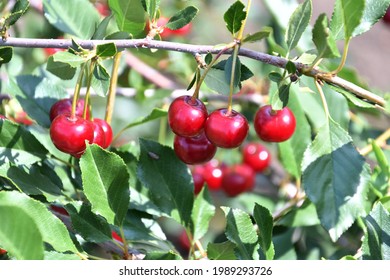  Ripe Cherry (Latin. Prunus Subg. Cerasus) In The Summer Garden 