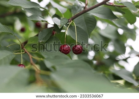 Ripe cherry, red berry. A tree with cherries. Green tree with leaves. Ripe berries