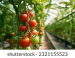 Ripe cherry tomato plants growing in greenhouse. Fresh bunch of red natural tomatoes in organic vegetable garden.