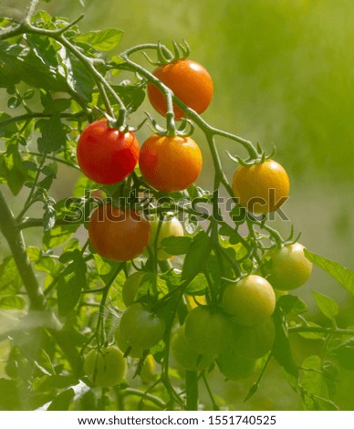 Similar – Tomaten, die auf Reben im Gewächshaus wachsen.