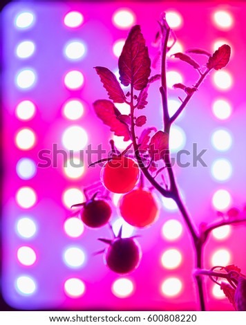 ripe cherry tomatoes silhouette against led grow lamp background