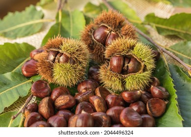 Ripe chestnuts close up. Sweet raw chestnuts. Husked chestnuts and chestnuts with skin. Organic food. Food background. Healthy eating. Healthy lifestyle. Protein source. View from above