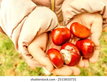 Ripe chestnuts in the hands of a child close-up. Autumn concept - Powered by Shutterstock