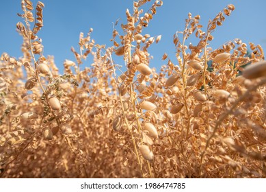 Ripe Chickpea Crop Flied Rural Countryside Village Salunkwadi, Ambajogai, Beed, Maharashtra, India, Southeast Asia