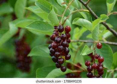 Ripe Chokecherry In The Trees