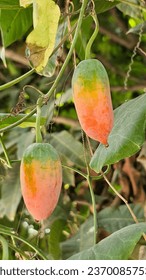 Ripe coccinia grandis, ivy gourd, scarlet gourd fruits. Tela Kucha fruit in Bangla. In traditional medicine fruits and leaves are used. - Shutterstock ID 2370085753