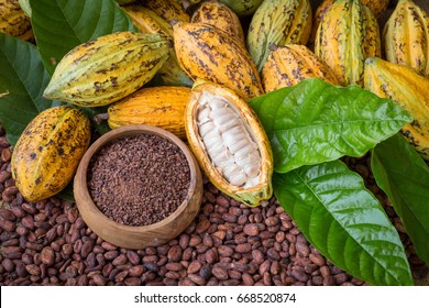 Ripe cocoa pod and nibs, cacao beans setup background.