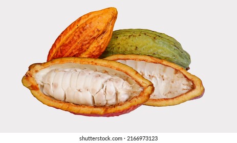 Ripe cocoa pods are orange yellow green which are split open, isolated on white background and the seeds are visible. Cocoa (Theobroma cacao L.) is a cultivated tree in plantations