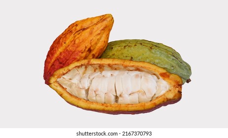 Ripe cocoa pods are orange yellow green which are split open, isolated on white background and the seeds are visible. Cocoa (Theobroma cacao L.) is a cultivated tree in plantations