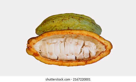 Ripe cocoa pods are yellow green which are split open, isolated on white background and the seeds are visible. Cocoa (Theobroma cacao L.) is a cultivated tree in plantations