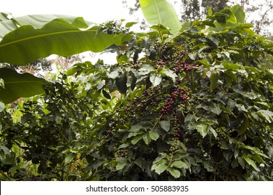 Ripe Coffee Berries In A Farm In Central Kenya