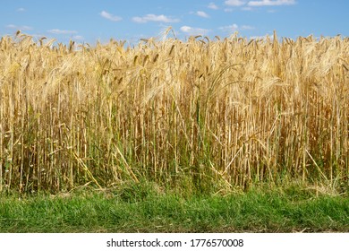 Ripe Common Barley At The Cornfield