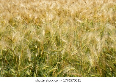 Ripe Common Barley At The Cornfield