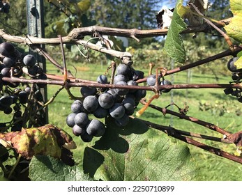 Ripe concord grapes during late September