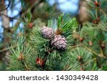 ripe cones of a swiss stone pine for a dilicious liquor