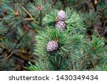 ripe cones of a swiss stone pine for a dilicious liquor