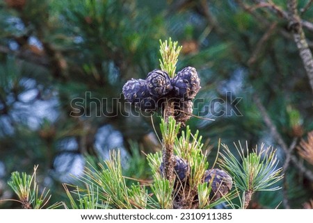 ripe cones of a swiss stone pine for a dlicious liquor