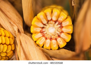 Ripe Corn Cob, Close Up Of Cultivated Maize In Field