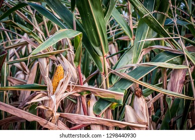 Ripe corn cobs