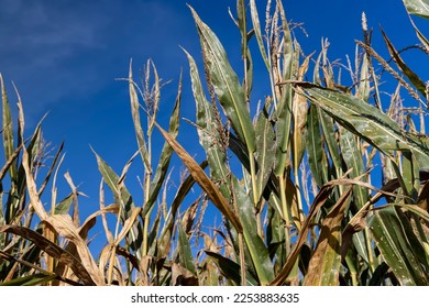 Ripe corn in the field in the summer, a field with dry yellow corn before the grain harvest - Shutterstock ID 2253883635