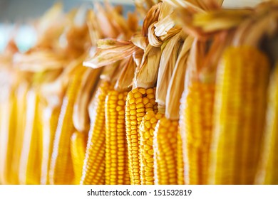 Ripe corn. Macro image. 
