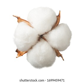 Ripe Cotton Boll Isolated On The White Background, Top View